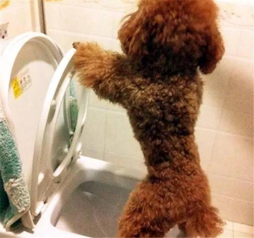 泰迪犬大便稀是怎么了,泰迪犬大便有白色黏液