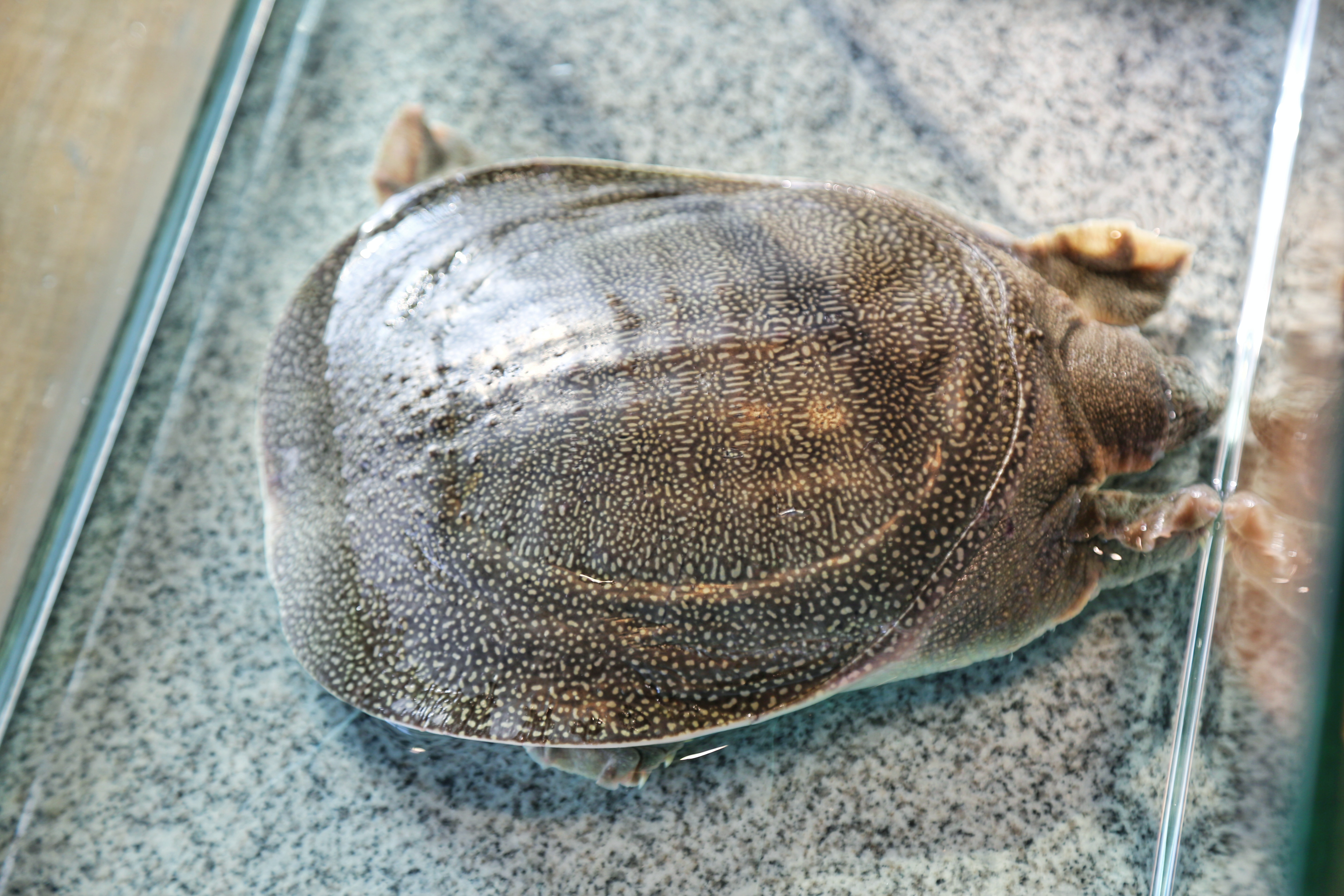 甲鱼店优势劣势,2019全国甲鱼销量