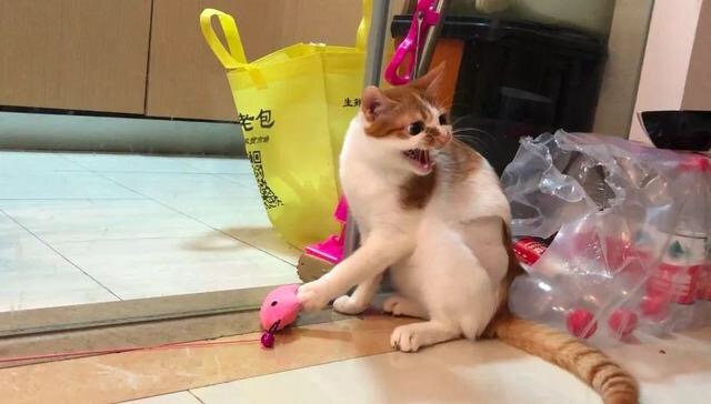 为什么猫咪一直对什么都不感兴趣,猫咪不开心的时候会有什么表现