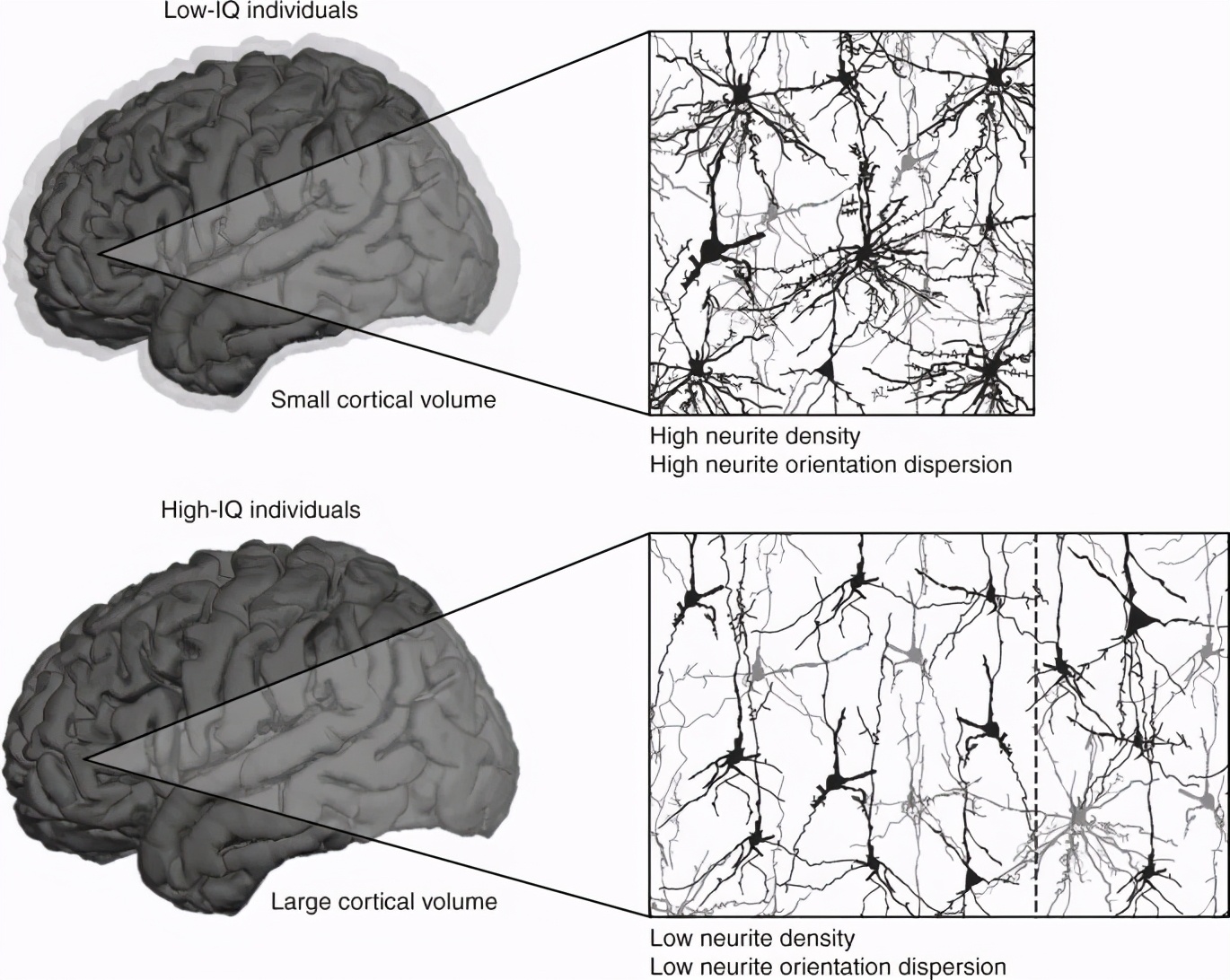 让你变得更聪明,吃什么变得更聪明