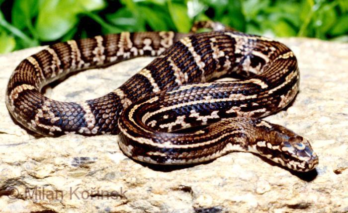 别慌，遇到蛇咬伤要这样处置！