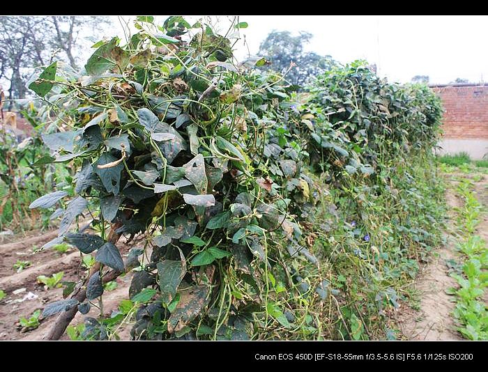 记录农家小院的真实生活,北方农村隐居田园的生活
