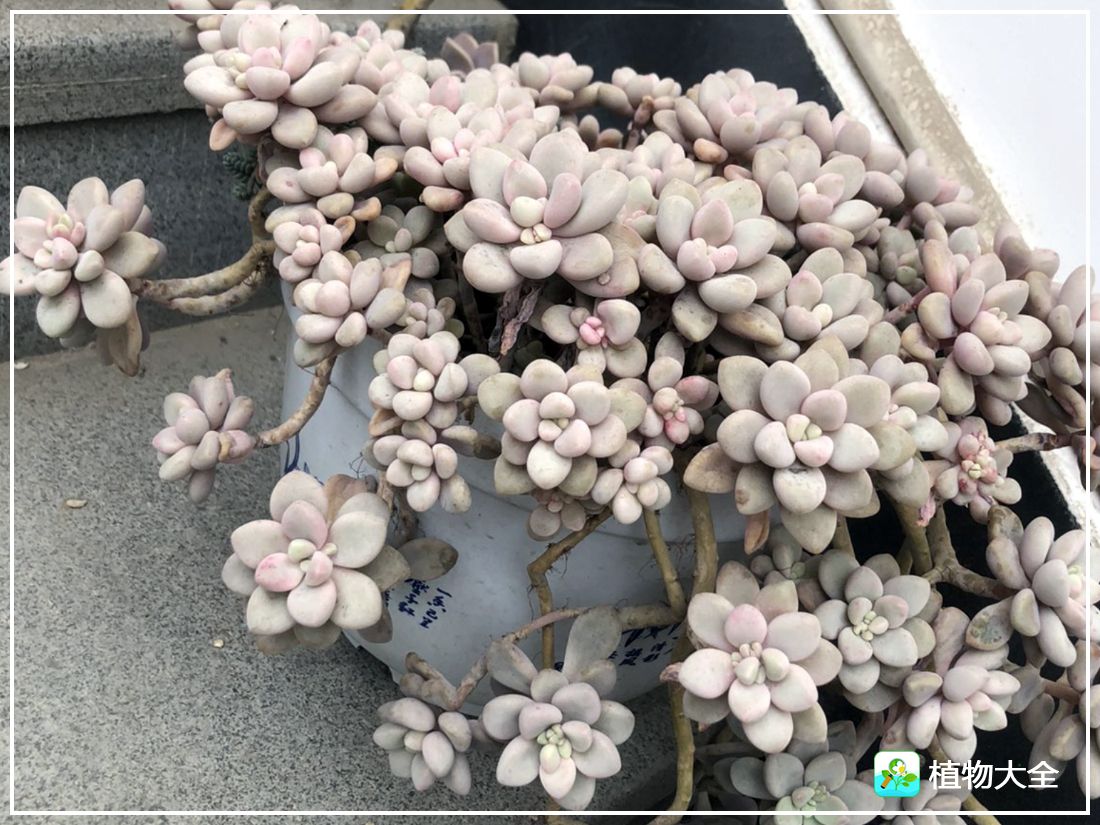 多肉植物艾伦视频,多肉植物艾伦价位