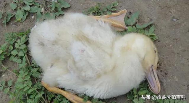 鸭子粪便稀,鸭子拉白稀粪会死掉是怎么回事