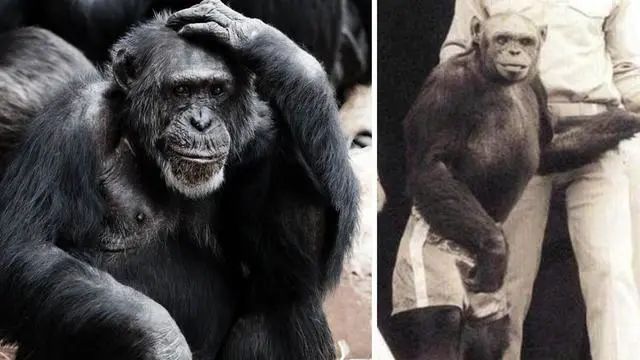 浜虹尶绻佹畺瀹為獙鎴愬姛浜嗗悧,浜虹尶绻佹畺瀹為獙