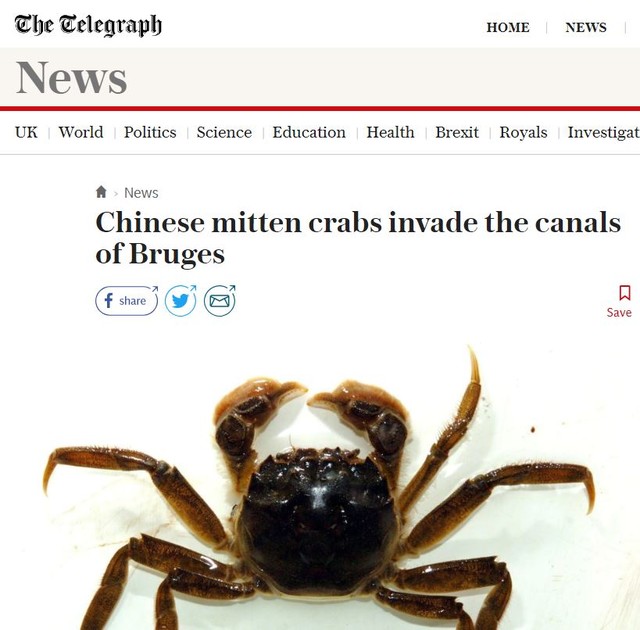 比利时河道大闸蟹泛滥,比利时大闸蟹泛滥怎么回事