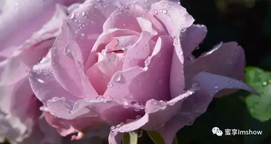 走进爱丽丝梦游仙境,爱丽丝梦游仙境绝美森林