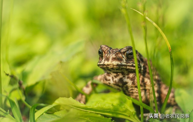 农村宅子风水禁忌200条,农村纯阳宅子风水图解大全