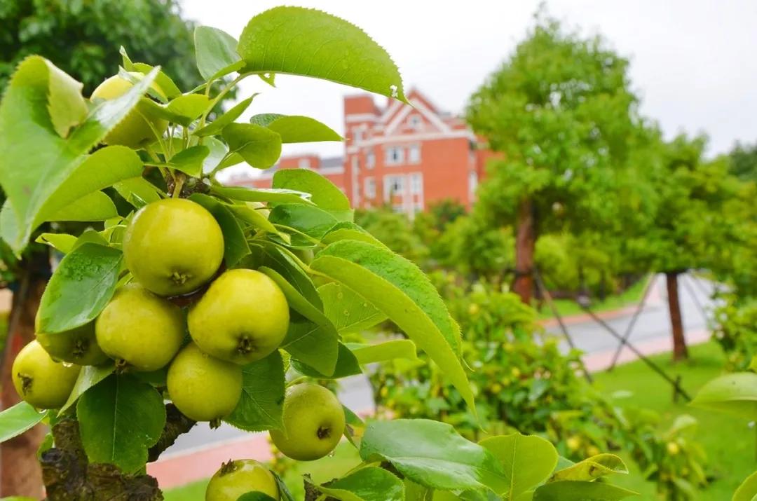 梅雨时节的铁山寺,这里藏着最美的风景