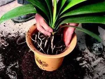 怎样用柳树水来给君子兰生根杀菌,柳枝泡水浇君子兰的方法