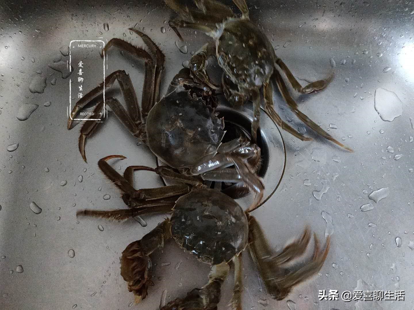 煮螃蟹要把鳃清理掉吗,为什么煮螃蟹蟹黄会流出来