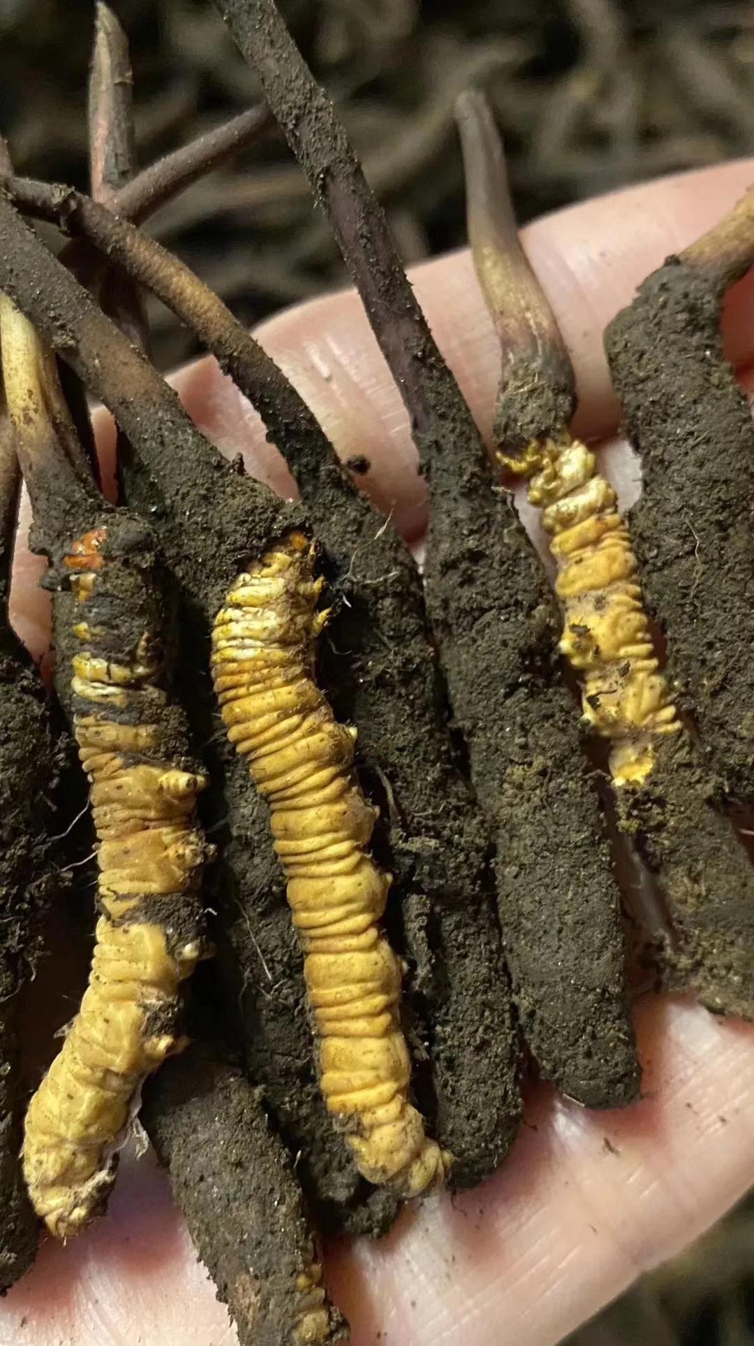 冬虫夏草鸡汤做法虫草放多少,孕妇虫草炖鸡汤一般放几根