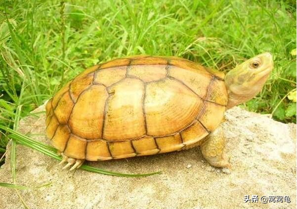 黄头侧颈龟常见病症及治疗方法,龟病症状和治疗