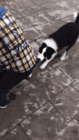 搞笑gif一看就是聪明人,搞笑gif趣图果然是亲生的笑死我了