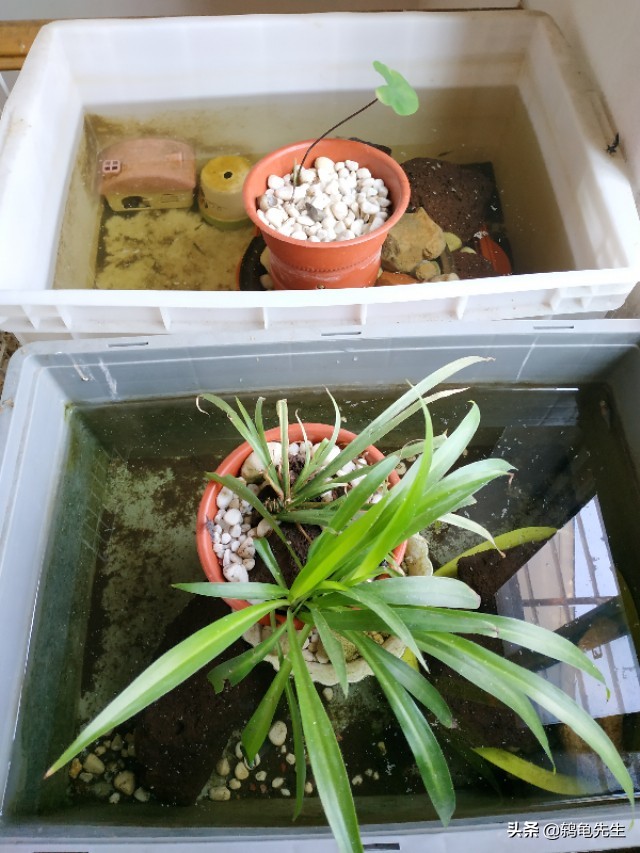 鱼缸哪个硝化细菌好,鱼缸硝化细菌靠谱吗