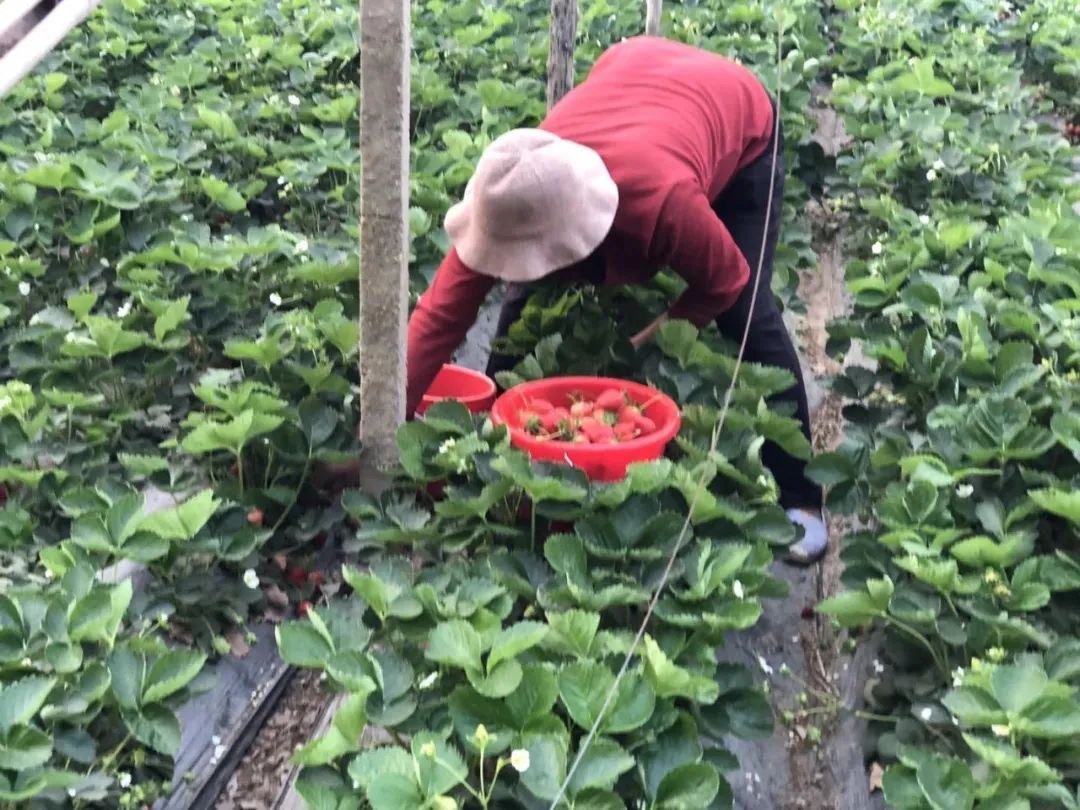 未来10年农村创业路子,农村挣钱门路现实点的
