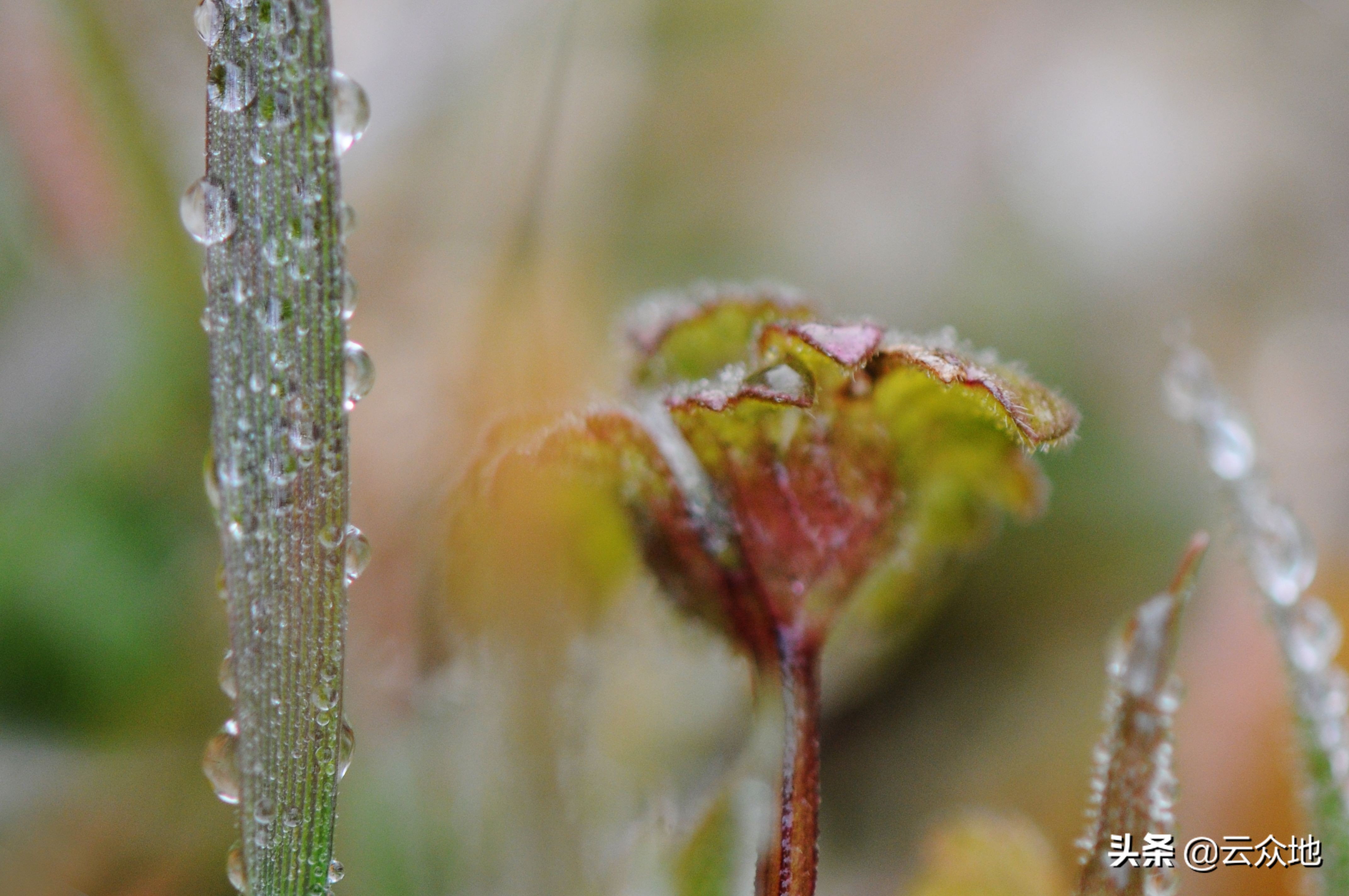倒春寒谚语俗语知多少,预防倒春寒的农谚