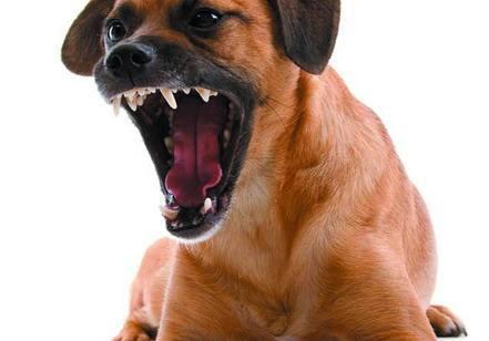 狗狗护食放任不管，担心酿成恶果，用这几种办法让狗狗改正坏习惯