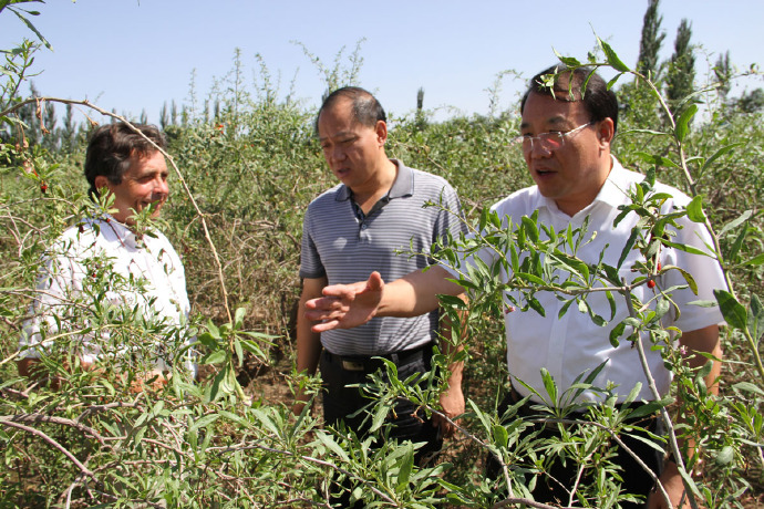 宁夏科技枸杞原浆,宁夏枸杞科技