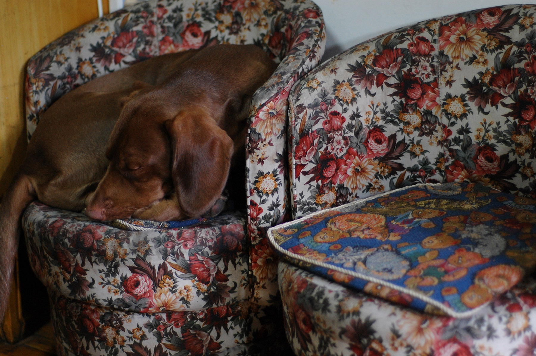 尼康d40x详细介绍,尼康d40x狗头机