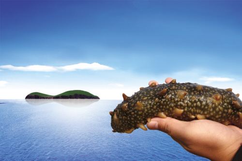 同样的海参泡发不一样大,淡干海参为什么价格相差这么大