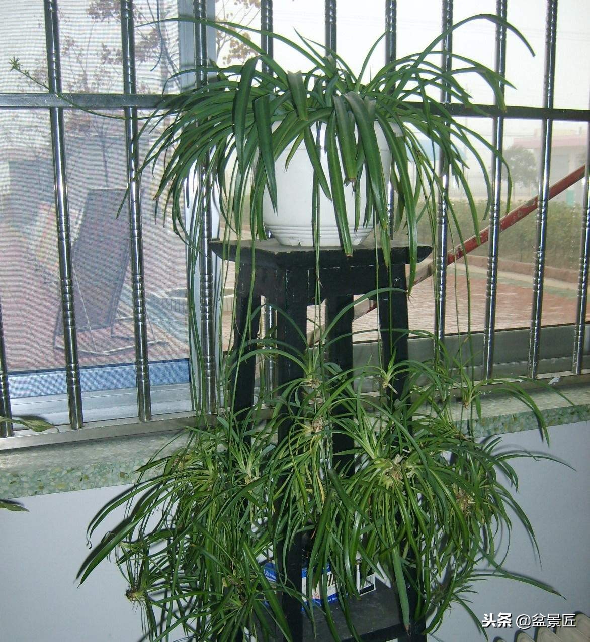 金边吊兰越长越瘦怎么办,吊兰越养越瘦什么原因