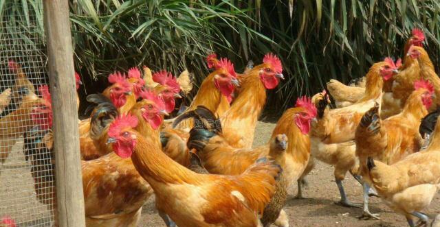 鸡传染法氏囊病怎么治疗,鸡传染给人的病是什么症状