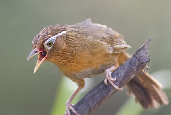 画眉鸟声音突然嘶哑怎么回事,画眉鸟叫声嘶哑怎么治疗