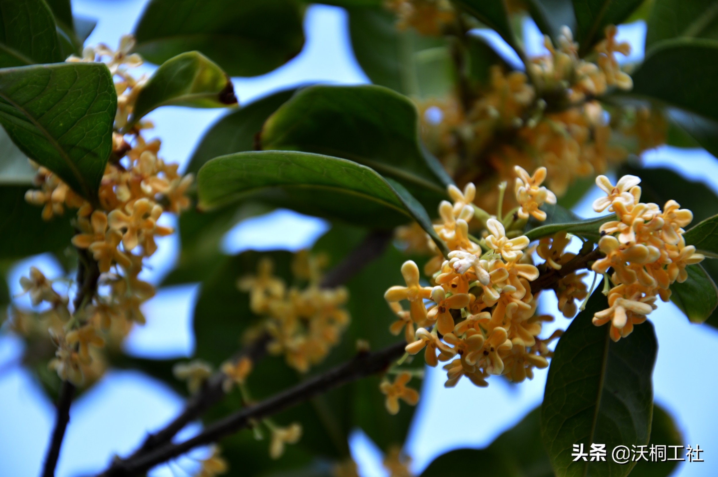 二十四节气花与诗感悟,二十四节气里的梅花诗句
