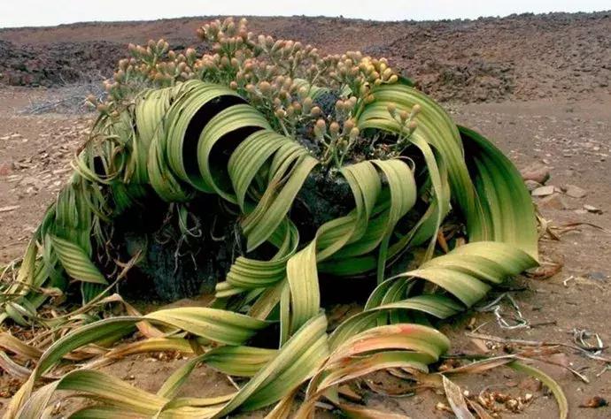 一半是沙漠一半是绿洲,一半沙漠一半海洋