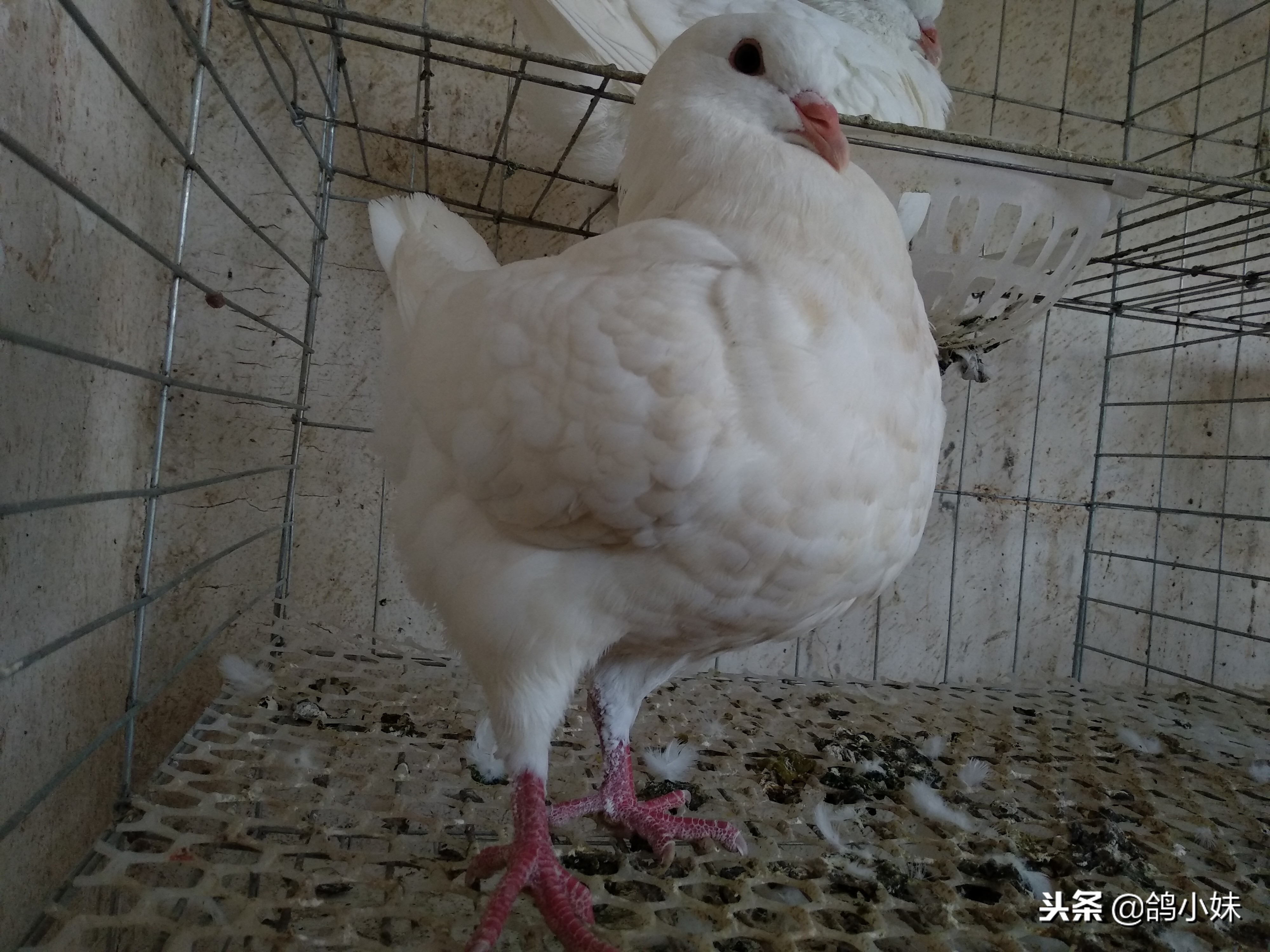 给工薪鸽友养鸽子的三点建议,养鸽子怎么养小鸽不死