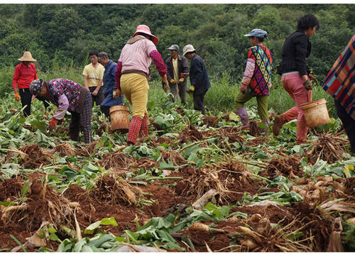 怎样种下去的雪莲果收的多,种植雪莲果是单棵好还是多棵好