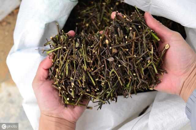 小儿七星茶是中成药吗 (小儿七星茶有中成药吗)