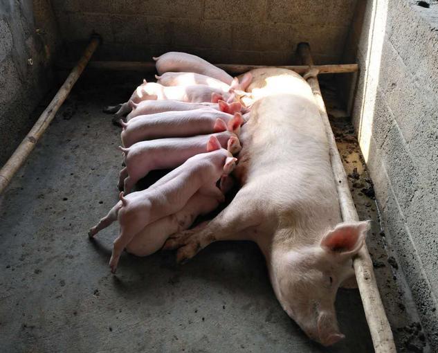 母猪产后奶水不足增奶办法都有哪些？母猪产后奶水不足怎么办？