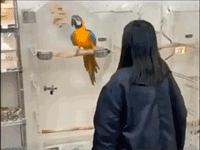 搞笑动图gif狗,搞笑动图gif沙雕