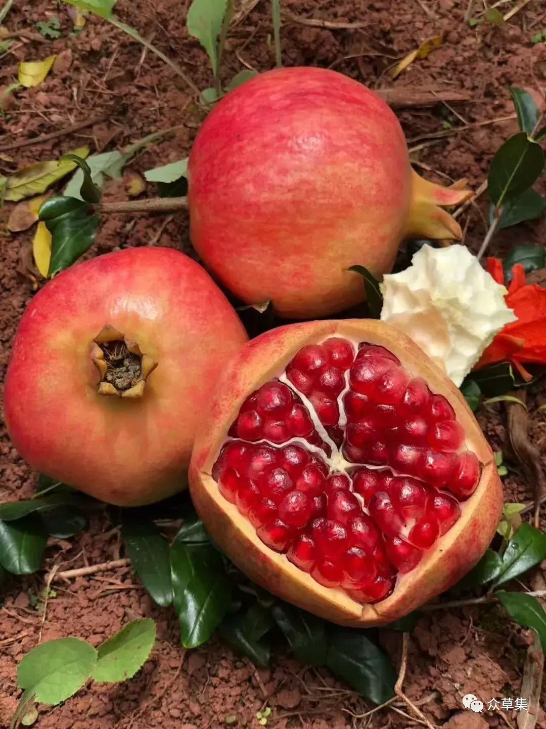 突尼斯软籽石榴优缺点,突尼斯软籽石榴和黑籽石榴哪个好