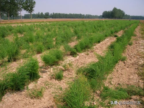 被誉为“蔬菜之王”，种1次收10年，售价8元1斤，为啥种的人少