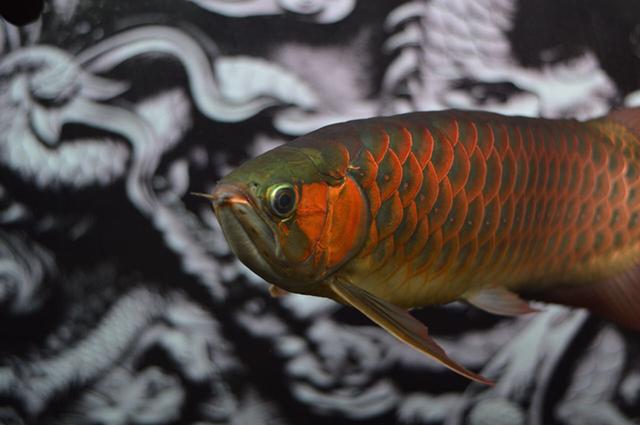 风水鱼的三种摆放禁忌,风水鱼的摆放禁忌表图片