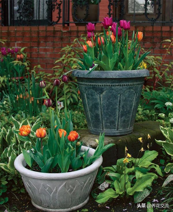 郁金香让它开花用控水吗,郁金香的球茎种子怎么保存到春天