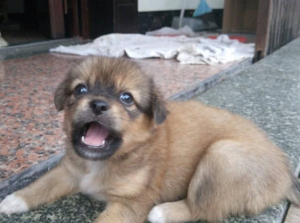 狗翻肠有什么说法,狗翻肠什么意思