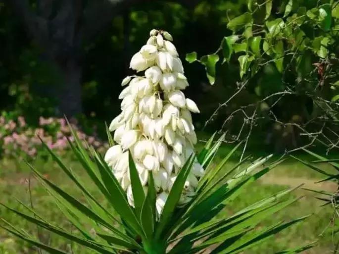 一次性摘各种各样的水果,一次性种很多草莓会怎么样