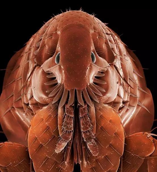 改变历史的小人物感悟,改变历史的昆虫