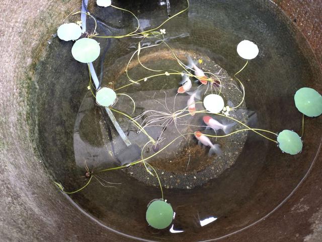 不建议饲养的观赏鱼,家中的观赏鱼可以放到寺庙放生吗