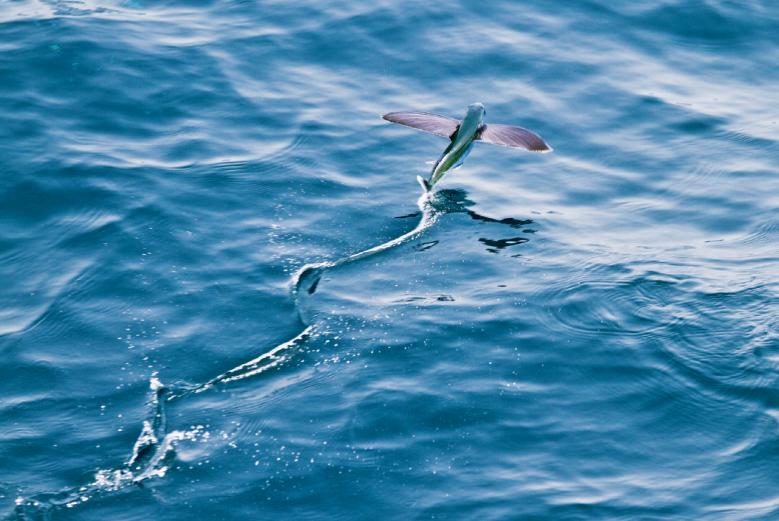 鍝楸艰兘鍦ㄦ捣闈笂婊戠繑,鑳藉湪娴烽潰涓婃粦缈旂殑鏄粈涔堥奔