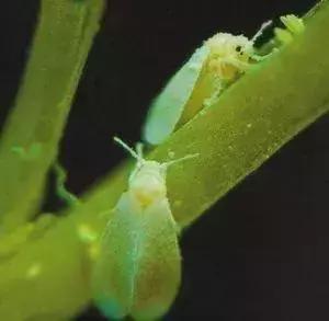 蔬菜苗期地下害虫防治,蔬菜害虫最佳防治方法