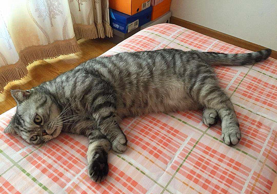 20块钱能买几只猫,20块钱买的猫