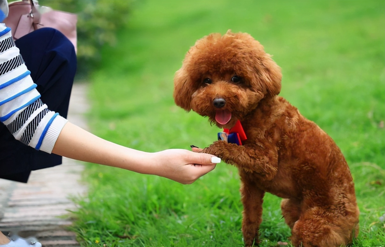 泰迪狗狗咬人怎么惩罚,泰迪大小便怎么惩罚