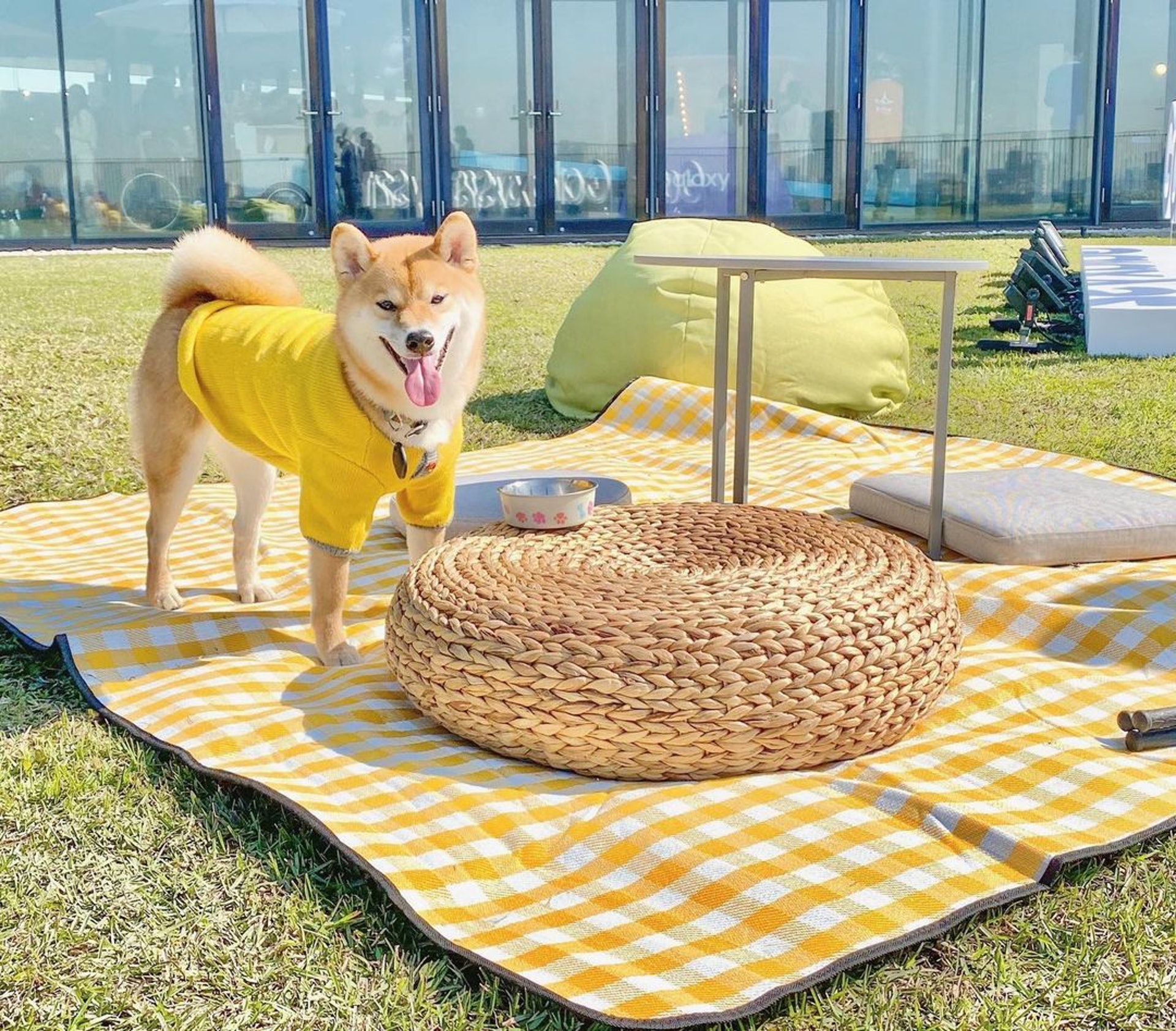 胆小柴犬遇神秘东西秒被吓跑　吓到脸歪、弹起反应笑翻网民