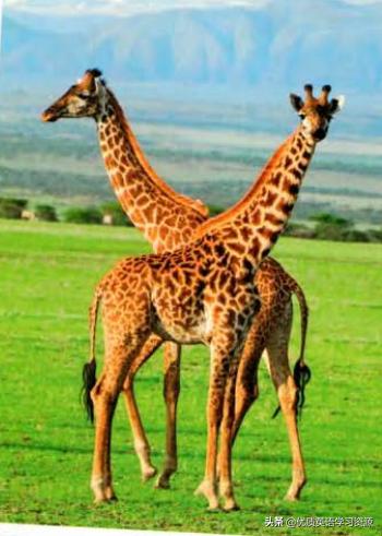 英语原版阅读与写作:Giraffeinthewild