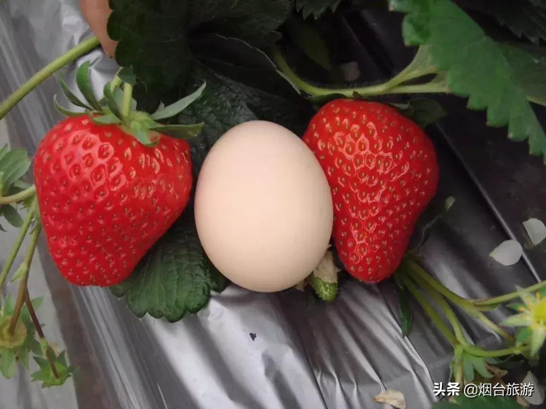 冬游鲜美烟台乐享“新八仙”生活之四丨仙食之粹